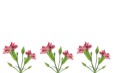 Fototapeta premium pink carnation flowers border