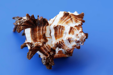 Sea shell