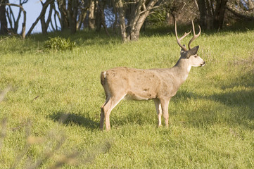 Blacktail buck