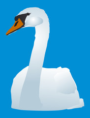 White swan on a pond