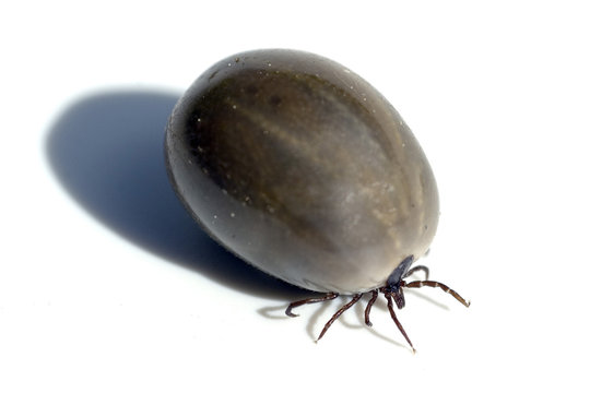 Vollgesogene Zecke