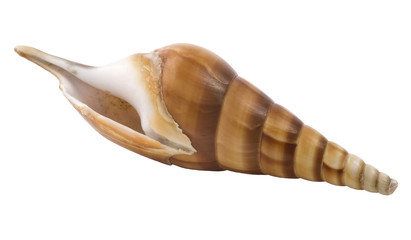 a one seashell