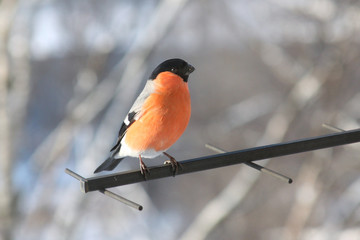Bullfinch