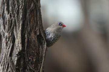 Red-eared Firetail Finch - Australian Bird