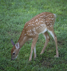 eating fawn