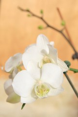 horchid © Morenovel