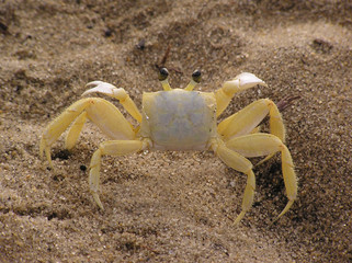 Crabe