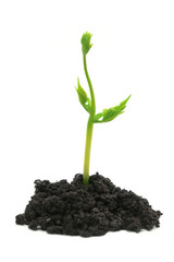 Young plant