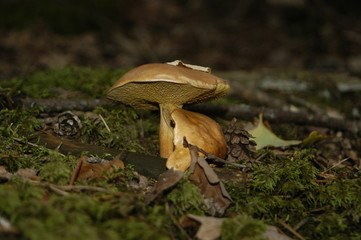 champignon