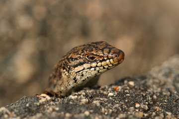 Naklejka premium Head of Skink looking - Australian Reptile