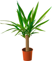Window plant "Yucca elephantides" (vector )
