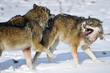 Fototapeta premium Wölfe - Kämpfe um die Rangordnung