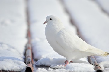 Weiße taube im Winter