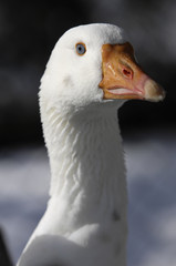 Gans