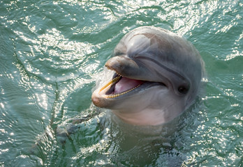 A dolphin laughing
