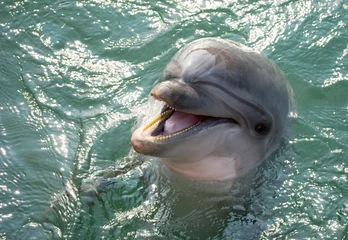 Crédence de cuisine en verre imprimé Dauphin A dolphin laughing