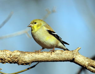 Male American Goldfinch