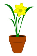 A yellow Daffodil flower in a pot