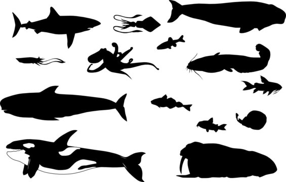 whales and other sea animals