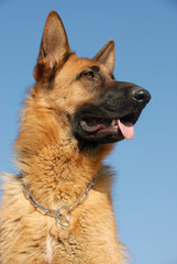 portrait de berger allemand