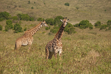 Giraffe