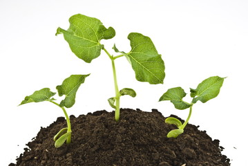 Bean seeds germinating shot