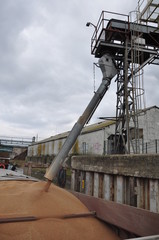 chargement de bl&eacute; d'une p&eacute;niche