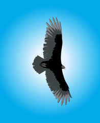 Eagle soaring against blue sky background