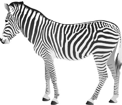 Vector illustration of zebra isolated over white