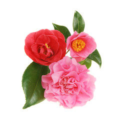 Camellia group