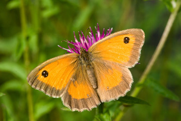 Gatekeeper butterfly