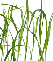 Fototapeta premium Grass