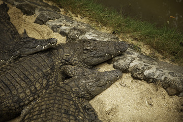 Crocodiles Nap