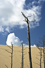 arbres mort sur une dune