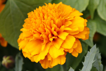 blume orange