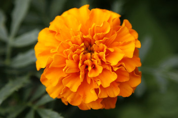 blüte orange