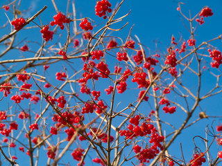red berries