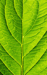green leaf