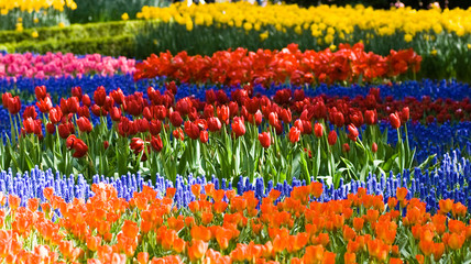 Tulips and common grape hyacinth - 12324328
