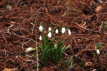 Schneegl&ouml;ckchen