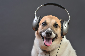 Doghouse DJ