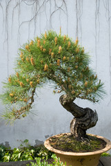 Bonsai pine tree