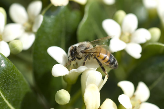 Abeja