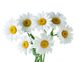 Fototapeta premium Camomile Flower