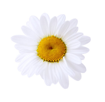 Fototapeta Single Daisy