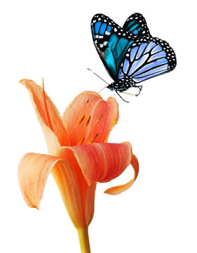 Fototapeta Day lily and blue butterfly