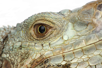 iguana