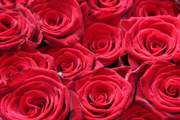close up of red roses