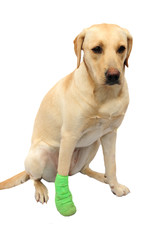 Sad labrador with bandaged paw