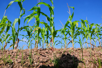 sweet corn field in the farms